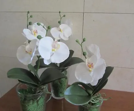 Mirafiori 2*